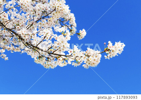 青空に映える満開の桜 117893093