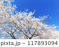 青空に映える満開の桜 117893094