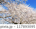 青空に映える満開の桜 117893095
