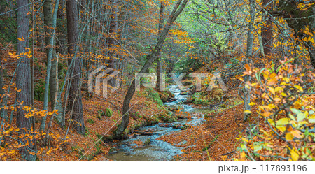 River in the autumn forest in the Rila mountains near Bachevo, Bulgaria 117893196