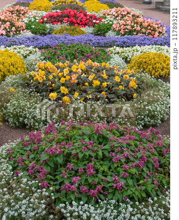 Flowers of yellow begonia, purple salvia and other beautiful flowers in the garden 117893211