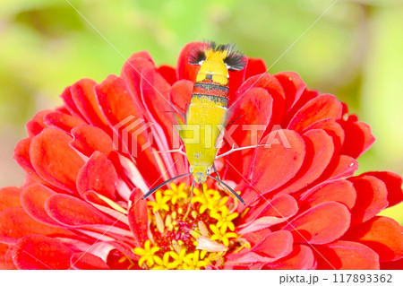 吸蜜中のオオスカシバ 吸蜜中のオオスカシバ 117893362