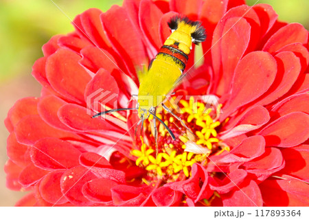 吸蜜中のオオスカシバ 吸蜜中のオオスカシバ 117893364