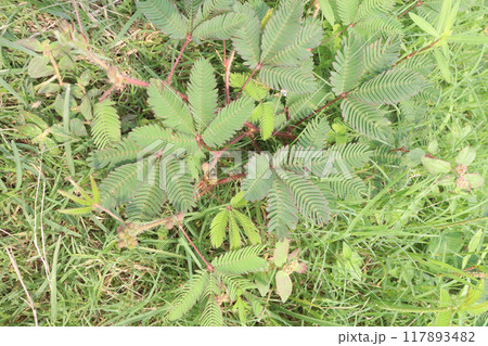 Shameplant medicinal plant on forest 117893482