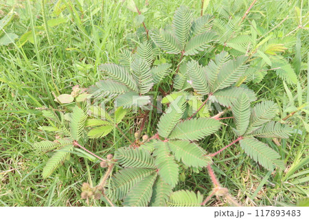 Shameplant medicinal plant on forest 117893483