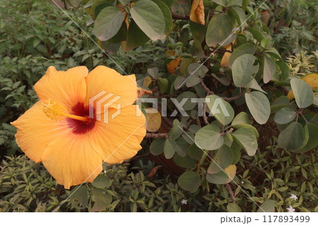 yellow hibiscus flower on tree in farm yellow hibiscus flower on tree in farm 117893499
