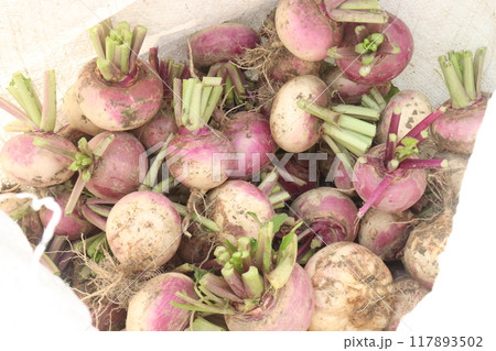 Turnips on farm for harvest 117893502