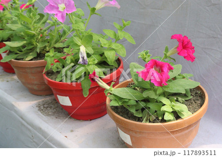 Petunia axillaris flower plant on pot Petunia axillaris flower plant on pot 117893511