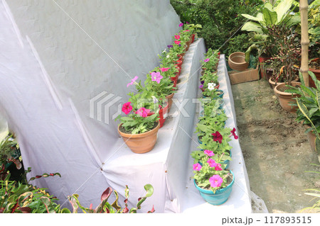 Petunia axillaris flower plant on pot 117893515