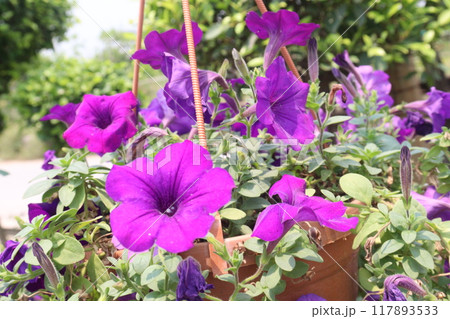 Petunia axillaris flower plant on pot Petunia axillaris flower plant on pot 117893533