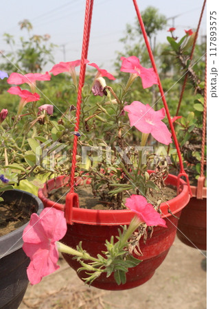 Petunia axillaris flower plant on pot Petunia axillaris flower plant on pot 117893575