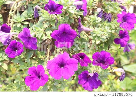 Petunia axillaris flower plant on pot Petunia axillaris flower plant on pot 117893576