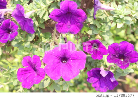 Petunia axillaris flower plant on pot 117893577
