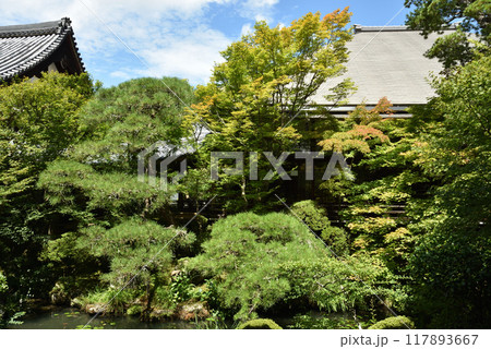 夏の永観堂禅林寺 池泉庭園(方丈北庭) 夏の永観堂禅林寺 池泉庭園(方丈北庭) 117893667