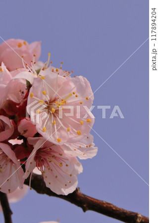 山里の杏子の花 山里の杏子の花 117894204