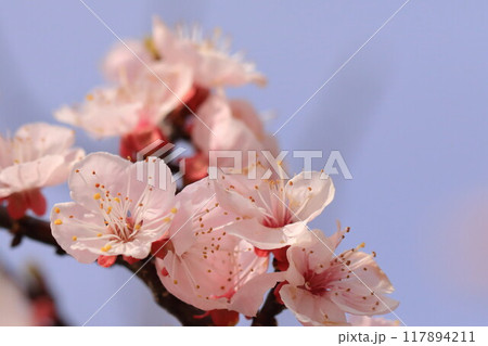 山里の杏子の花 117894211