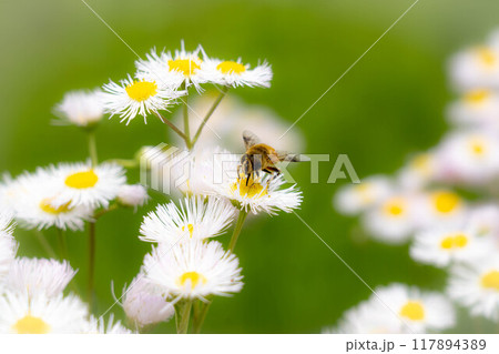 初夏のハルジオンとハナアブ 117894389