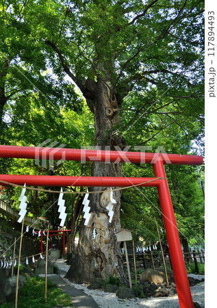 群馬県高崎市山名町　安産子育ての神様　山名八幡宮の御神木 117894493