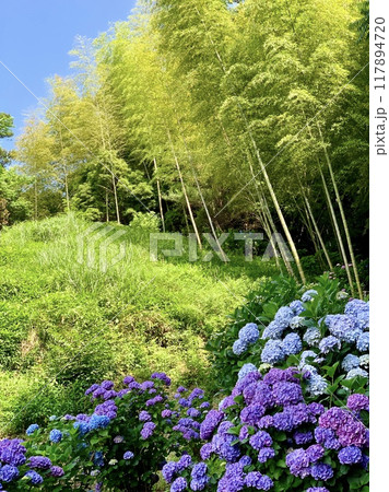 青空と竹林の新緑に映える満開の紫陽花〈形原温泉あじさいの里(あじさいガーデン)/愛知県蒲郡市〉 117894720