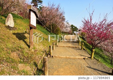水戸市　偕楽園周遊路と満開紅梅と正岡子規の句碑 117894865