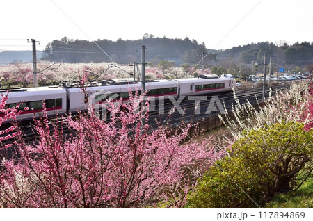 水戸市　偕楽園梅林周遊路の満開梅の花と常磐線 117894869