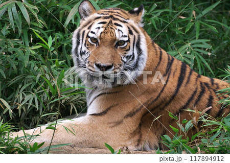 初秋 多摩動物公園アジア園 草むらに佇むカメラ目線のアムールトラ 117894912