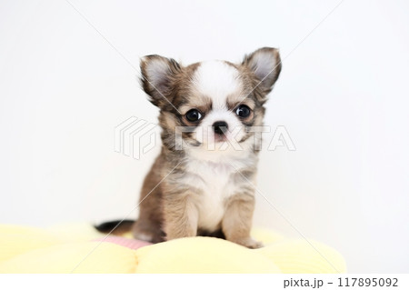 チワワパピー2ヶ月 117895092