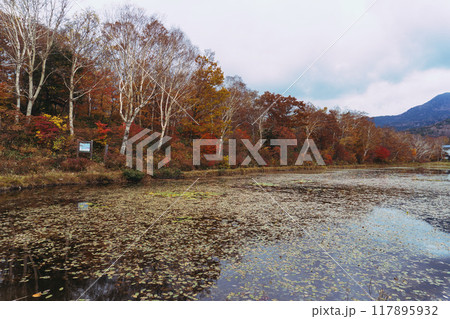 睡蓮の葉が浮かぶ木戸池と紅葉【志賀高原】長野県・10月 睡蓮の葉が浮かぶ木戸池と紅葉【志賀高原】長野県・10月 117895932