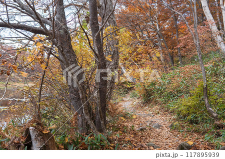 紅葉した秋の木戸池の遊歩道【志賀高原】長野県・10月 紅葉した秋の木戸池の遊歩道【志賀高原】長野県・10月 117895939