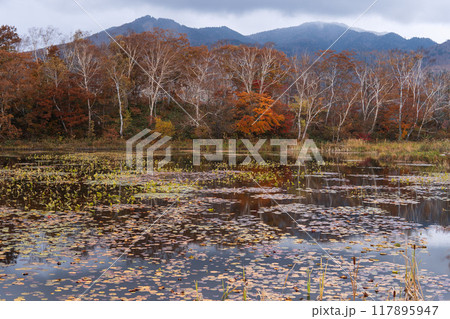 白樺を背景に睡蓮の葉が浮かぶ秋の木戸池【志賀高原】長野県・10月 白樺を背景に睡蓮の葉が浮かぶ秋の木戸池【志賀高原】長野県・10月 117895947