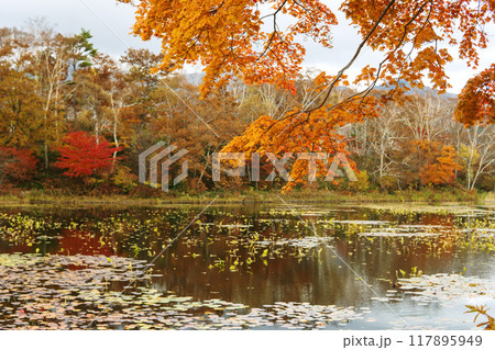 ぼかした木戸池を背景に紅葉したカエデ【志賀高原】長野県・10月 ぼかした木戸池を背景に紅葉したカエデ【志賀高原】長野県・10月 117895949