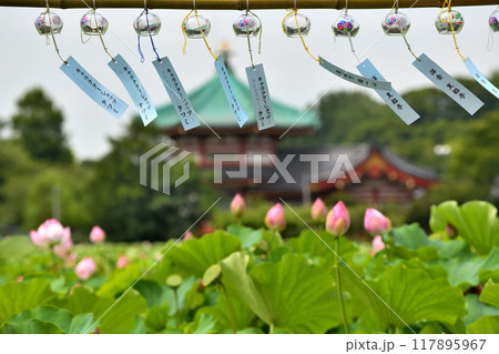 上野不忍池の風鈴夏祭り 117895967