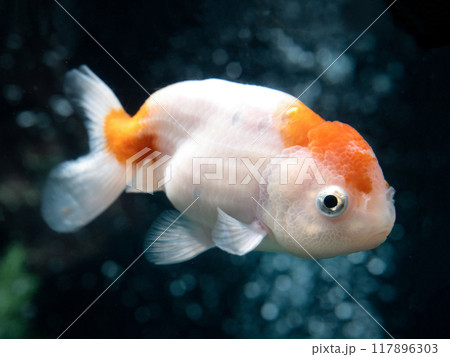 金魚 ランチュウ 金魚 ランチュウ 117896303