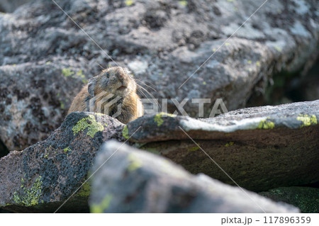 岩の上でくつろぐエゾナキウサギ 117896359