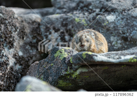 岩の上でくつろぐナキウサギ 岩の上でくつろぐナキウサギ 117896362