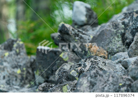 岩の上に立つエゾナキウサギ 117896374