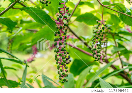 真夏の果実～ヨウシュヤマゴボウ～ 117896442