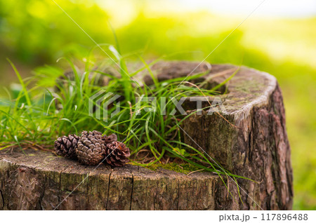 切り株に落ちた松ぼっくり 117896488