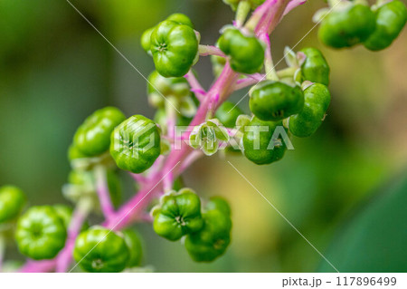 ヨウシュヤマゴボウの花と果実～真夏の彩り～ 117896499