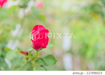 薔薇園の美しい赤い薔薇たち 薔薇園の美しい赤い薔薇たち 117896815