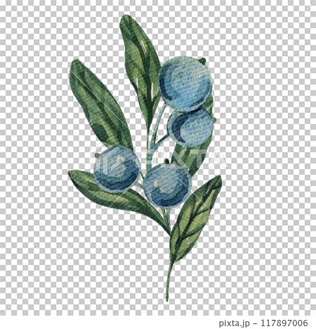 Watercolor blueberry branches, botanical illustration featuring green leaves and berries. Ideal for natural designs, organic products, or decor. Soft, detailed, and realistic artwork. Watercolor blueberry branches, botanical illustration featuring green leaves and berries. Ideal for natural designs, organic products, or decor. Soft, detailed, and realistic artwork. 117897006