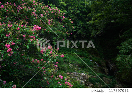 百日紅の谷 117897051