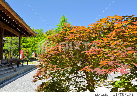 京都・嵯峨野　二尊院 117897172