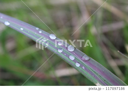 dew or raindrops on the green grass close up the summer spring dew or raindrops on the green grass close up the summer spring 117897186