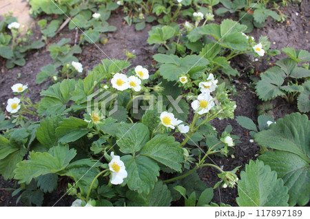 Bushes of flowering strawberries with small white flowers spring fruiting 117897189