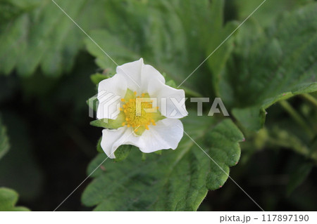 Bushes of flowering strawberries with small white flowers spring fruiting Bushes of flowering strawberries with small white flowers spring fruiting 117897190