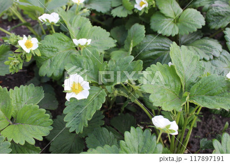 Bushes of flowering strawberries with small white flowers spring fruiting 117897191