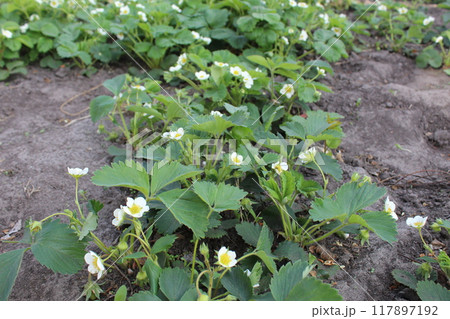 Bushes of flowering strawberries with small white flowers spring fruiting 117897192