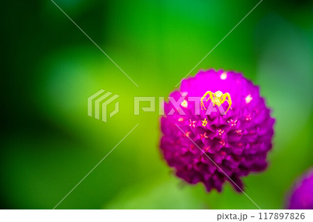千日紅の花の上の小さな花蜘蛛～小さな世界～ 117897826