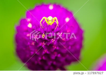 千日紅の花の上の小さな花蜘蛛~小さな世界~ 千日紅の花の上の小さな花蜘蛛~小さな世界~ 117897827